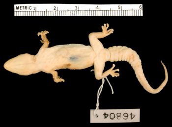 Media type: image;   Herpetology R-46804